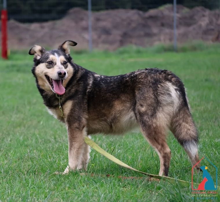 Furcia 165/23 - SZUKA DOMU!