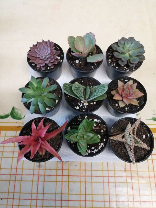 Suculentas e catos, vários preços.