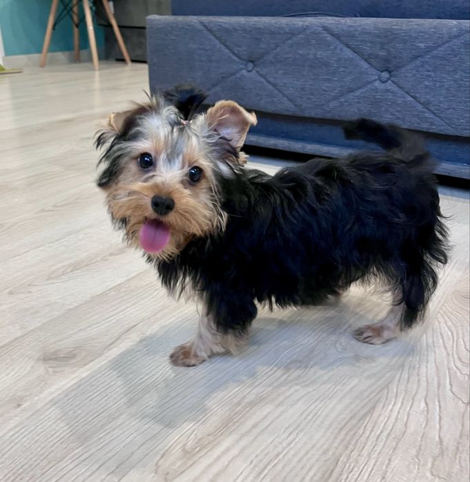 York, Yorkshite Terrier