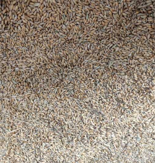 Pszenżyto, Pszenica paszowe