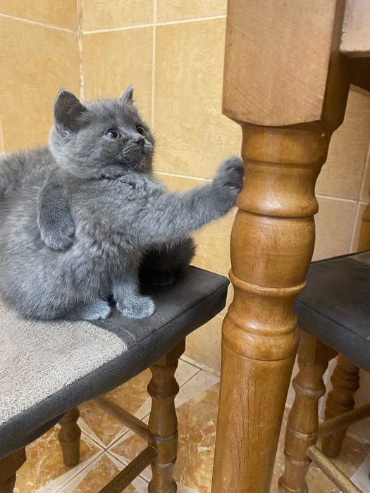 Британські кошенята