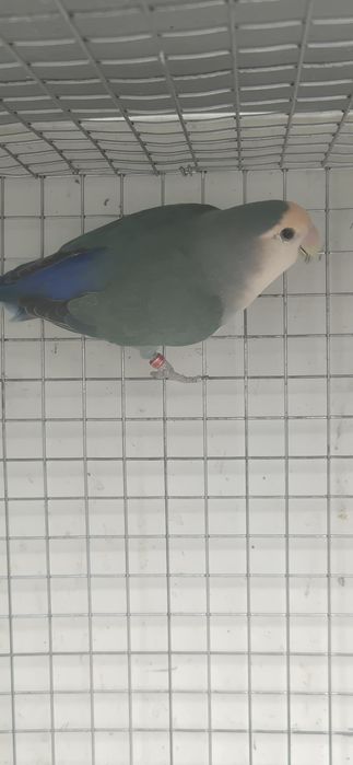 Agapornis roseicollis