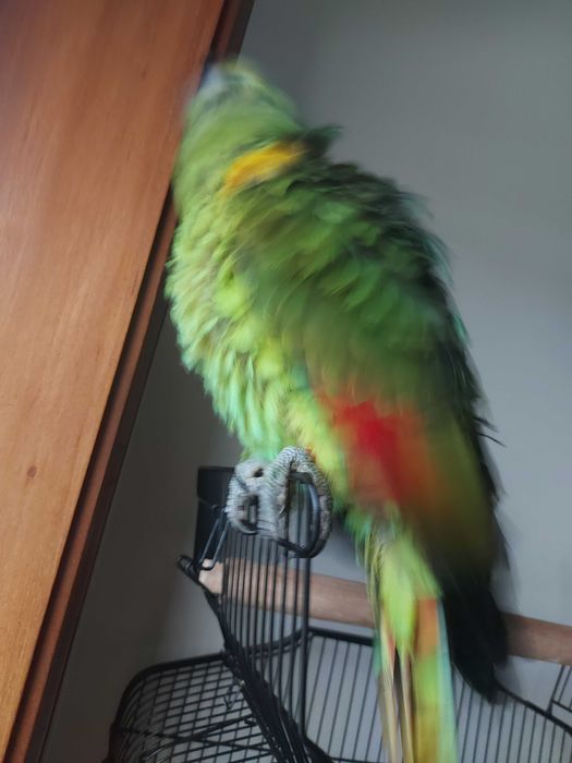 Vendo papagaio aestiva