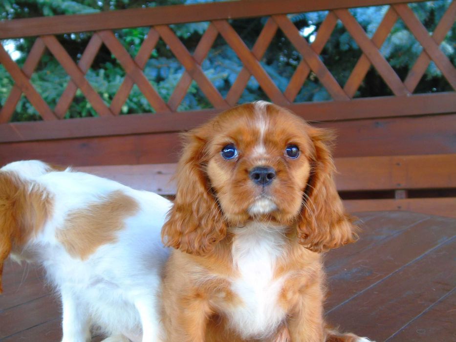 Cavalier King Charles Spaniel chłopiec