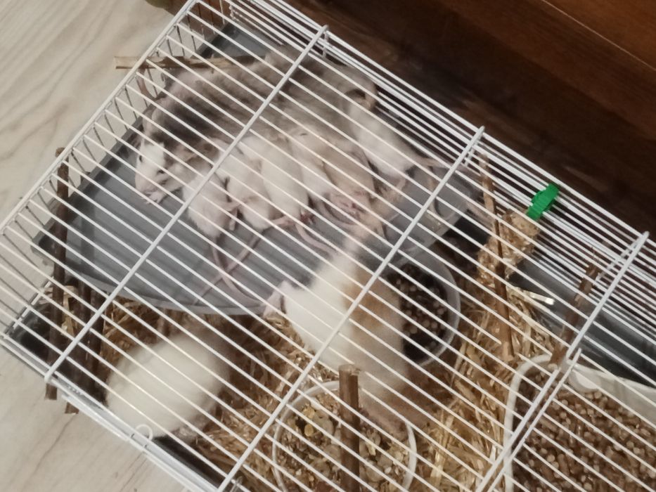 Roedores ratinhos Twister