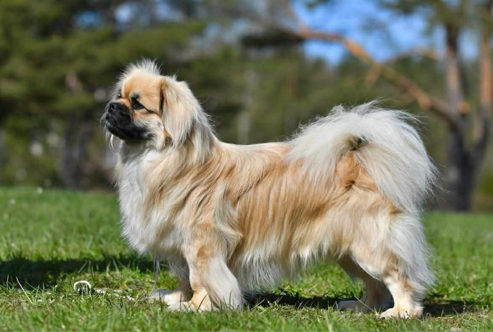 Spaniel Tybetański szczeniak ZKWP FCI