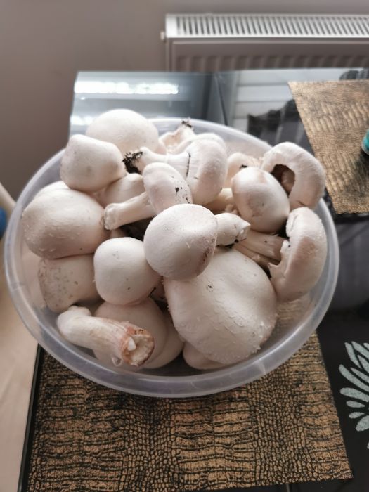 Pieczarki z prywatnej uprawy.