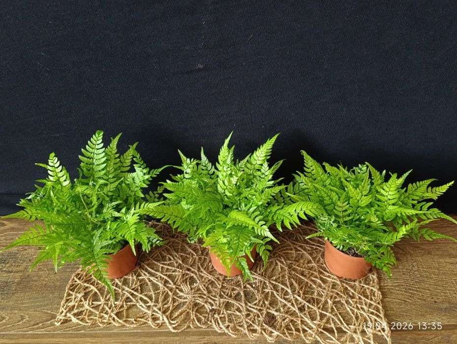 Папороть Атіріум (Athyrium),