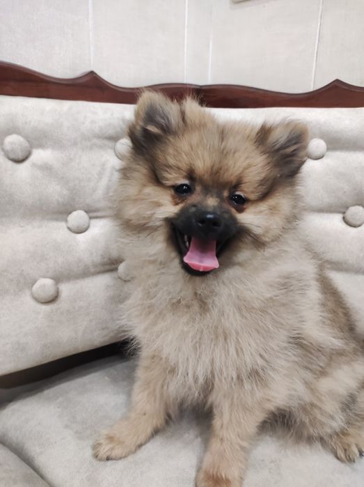 Детки шпицинятки