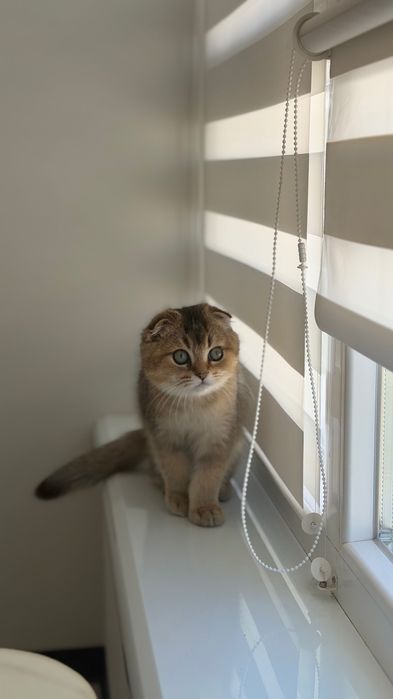 Золота шиншила, котик