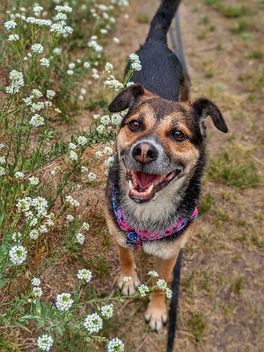 Tinajka czeka na swój dom w schronisku