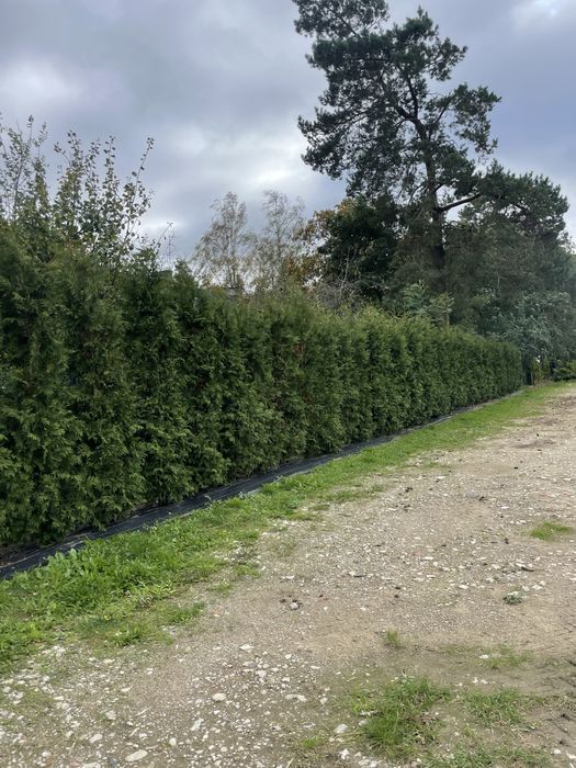 Duża Tuja Szmaragd 250cm PRODUCENT‼️Wysokie Thuje Brabant, Świerki