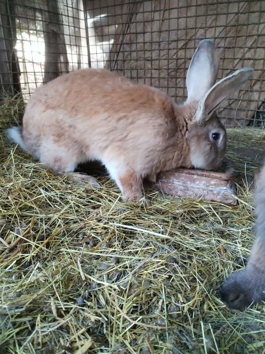 Sprzedam,samca młodego