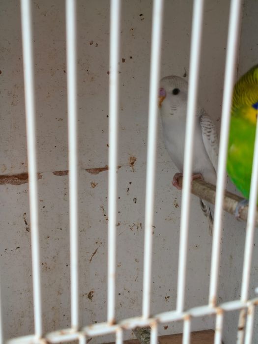 Piriquitos australianos