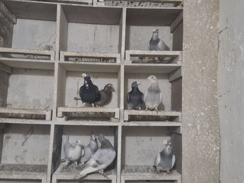 Gołębie staropolskie 9 sztuk