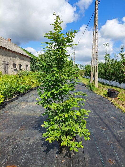 Grab doskonały na  żywopłot