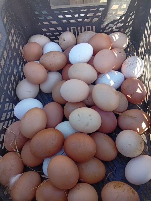 Vendo ovos caseiros galados