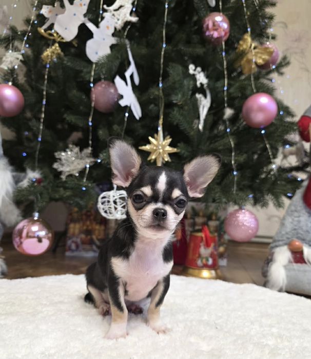 Чарівні красунчики. Супер чихуахуа.