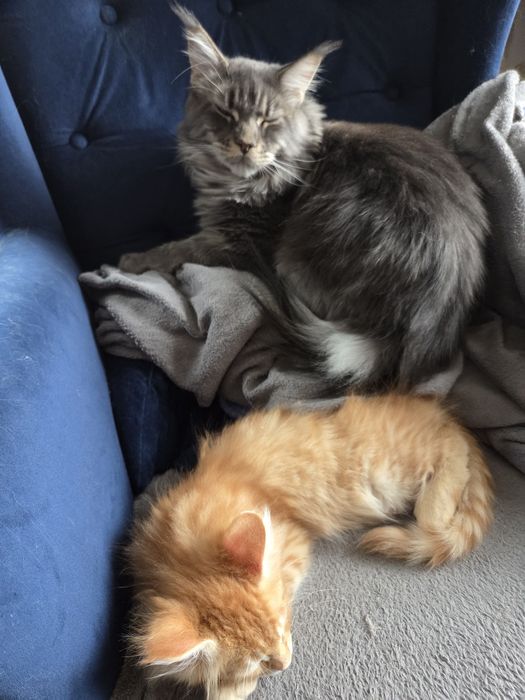 Kocurek Maine Coon