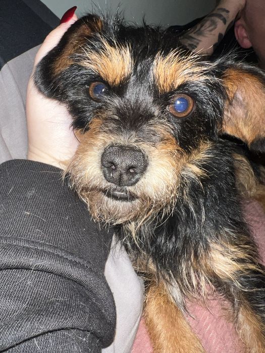 Cadelinha para adoção