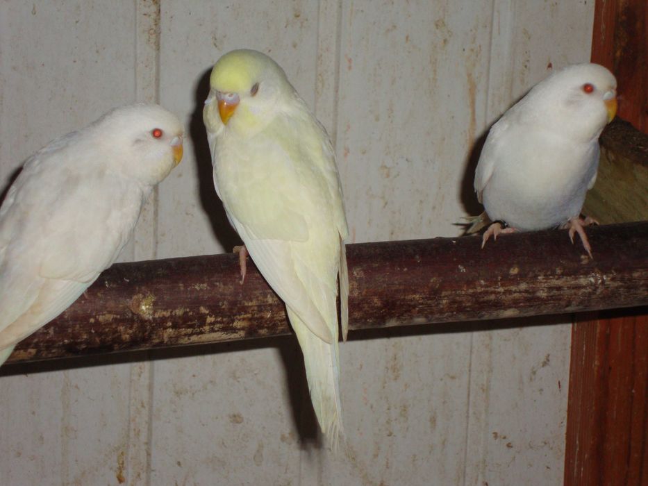 Papugi faliste z wiosny