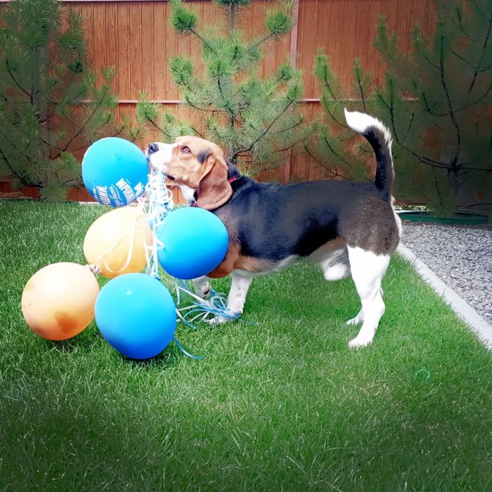 Бигль ! Случка, вязка