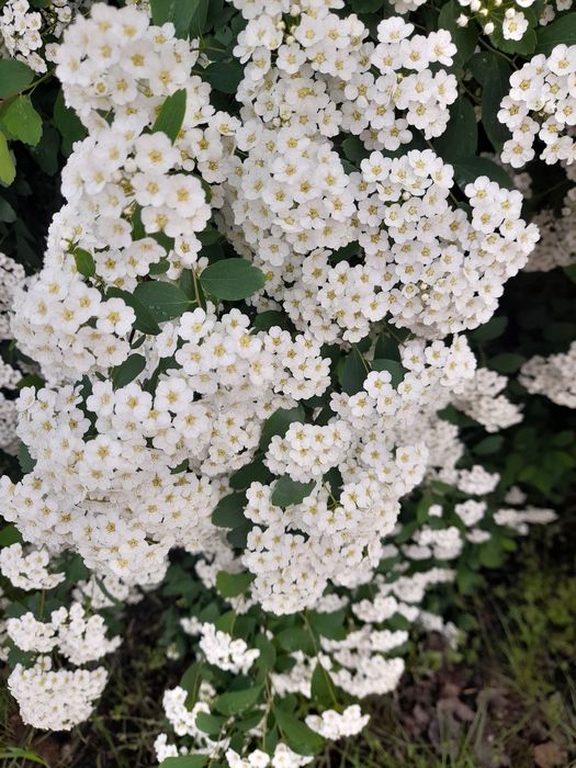 Спірея кущ багаторічний