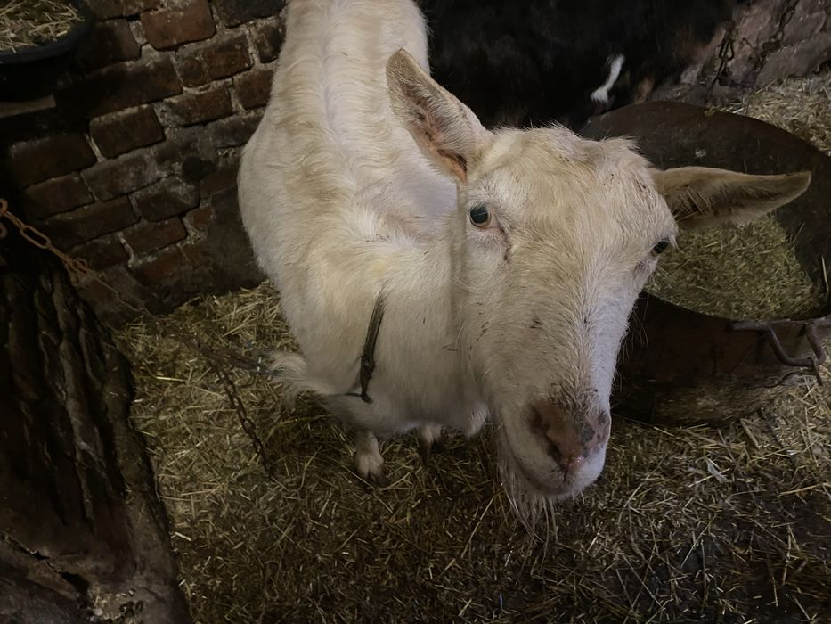 Продам козу новозеландську