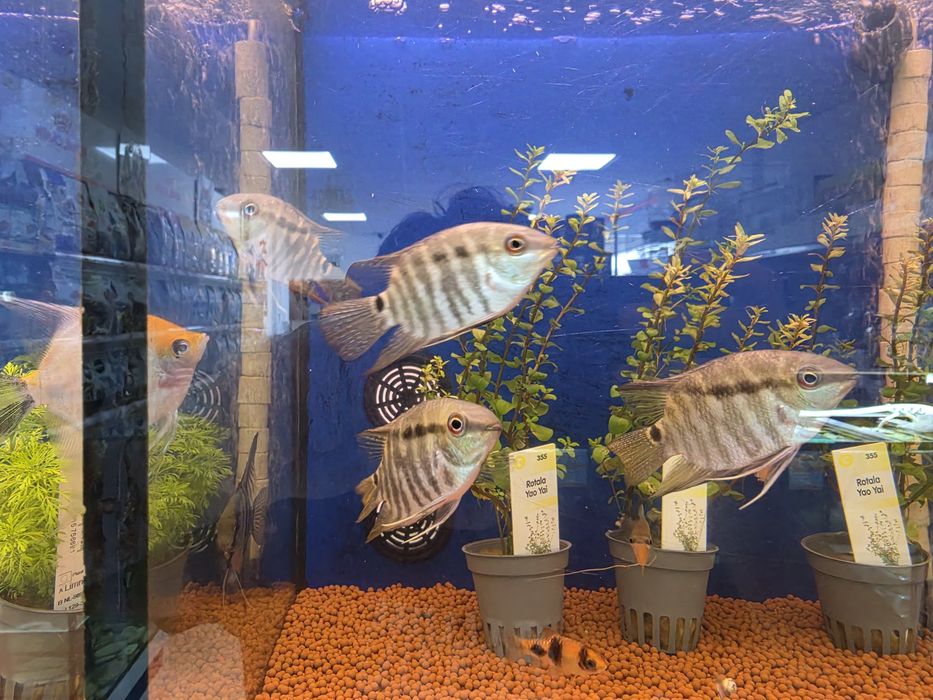 Mesonauta Festivum