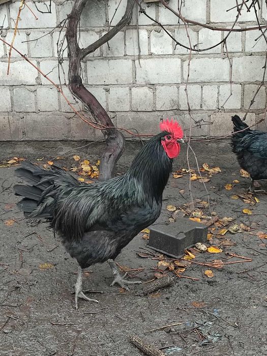 Australorp,legbar, araukany kogut