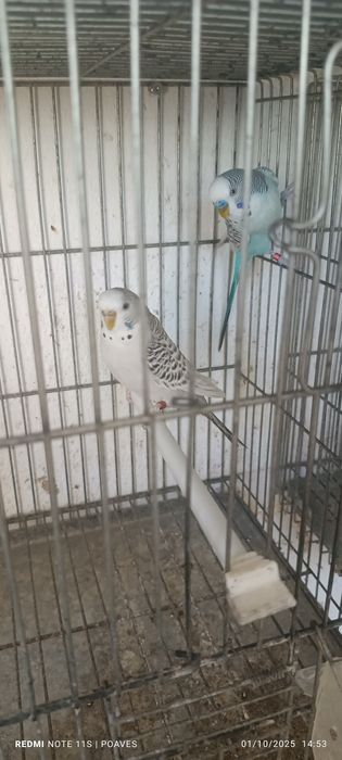 Periquitos mutação