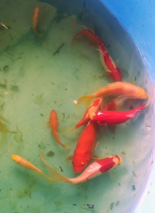 Kinguios, peixes água fria