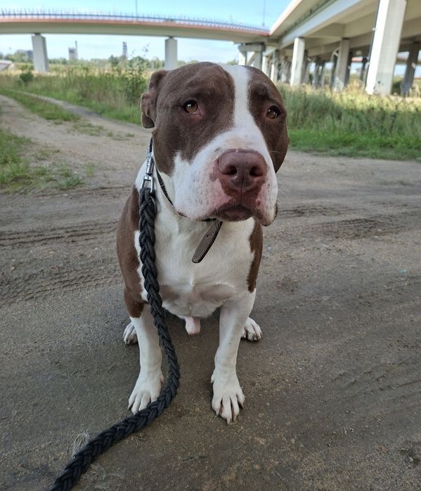 Zazu poleca sie do adopcji