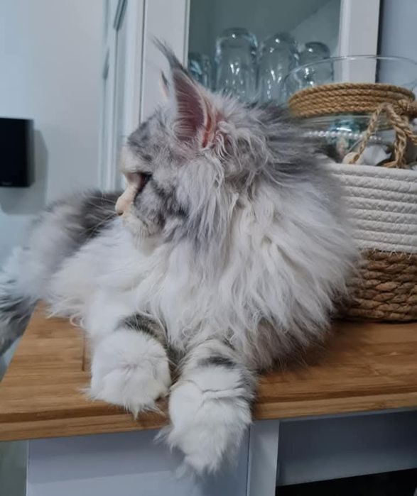 Koteczka długie futerko Maine Coon srebrzysty FPL