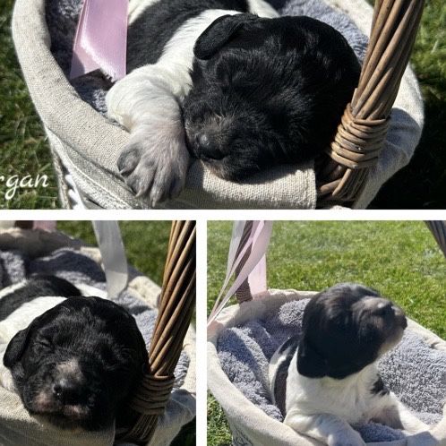 Spaniel Bretonski szczenię suczka