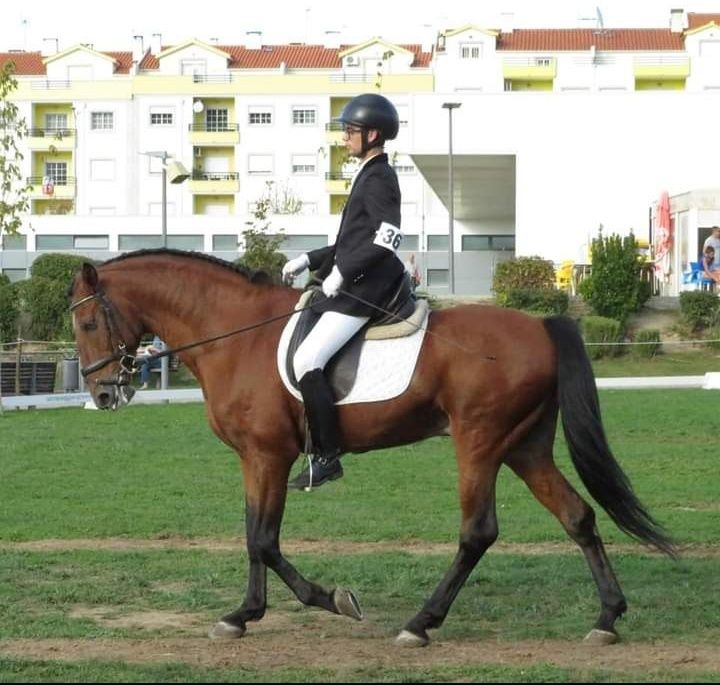 Garanhão lusitano pontuado