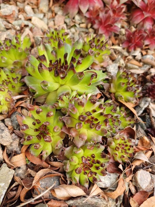 Молодило.Кам'яна троянда