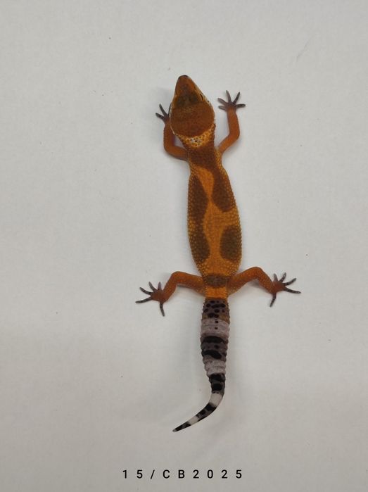 Gekon Lamparci Młody Lublin