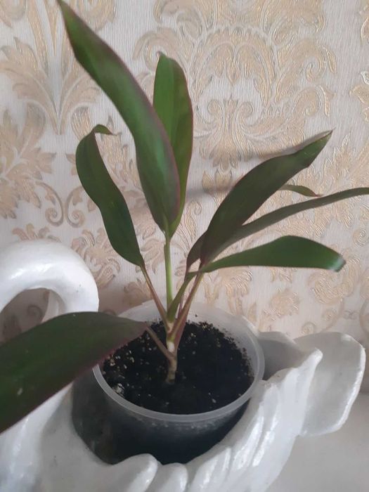 Дві сортові драцени,кордиліна та лимон-лайм. Одна на вибір