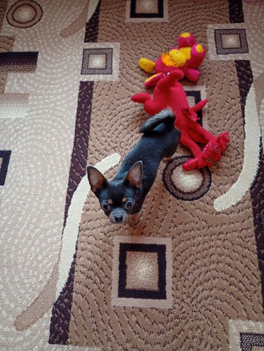 Продається собачка Чихуахуа.