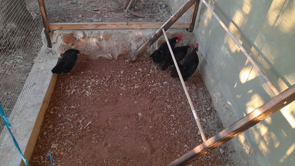 Galinhas ornamentais