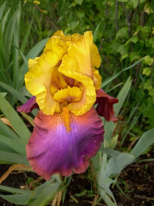 Ирисы сортовые, крупные и бордюрные карликовые