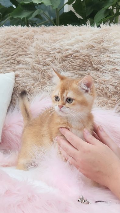 Шотландське кошеня золота шиншила