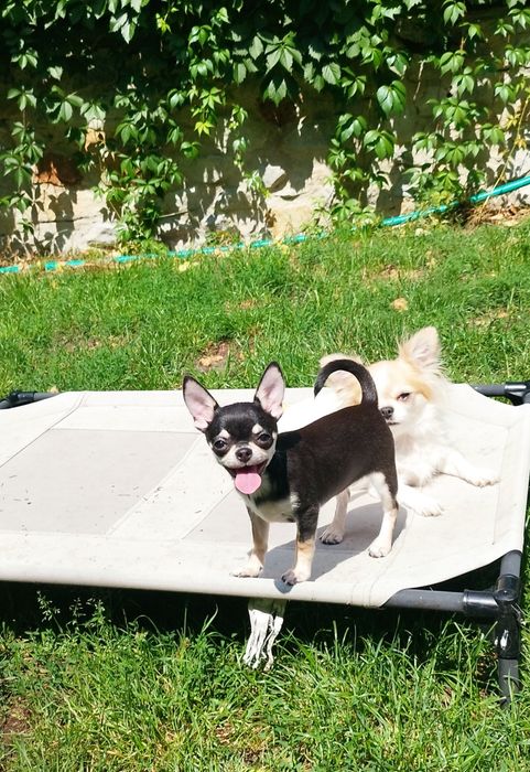 Chihuahua (FCI) malutki chłopczyk