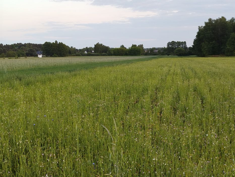 Działka 6400 M2  - strefa inwestycyjna, duży potencjał