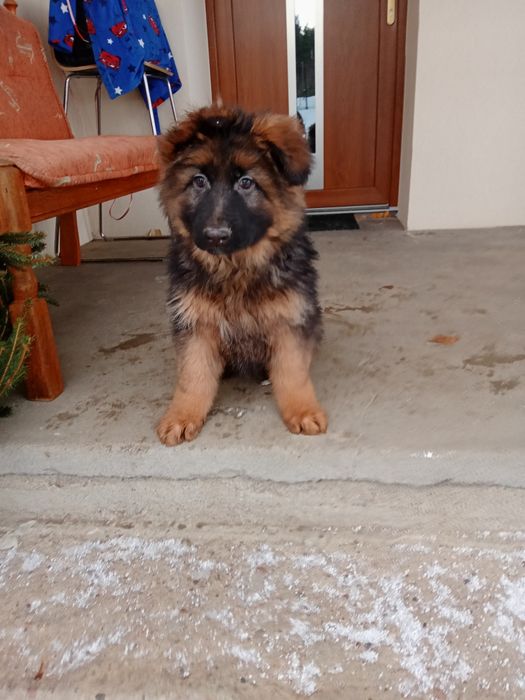 Owczarek niemiecki długowłosy suka