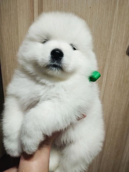 Самоїд. Хлопчик. Документи.