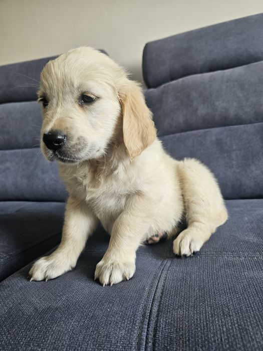 Golden Retriever suczka