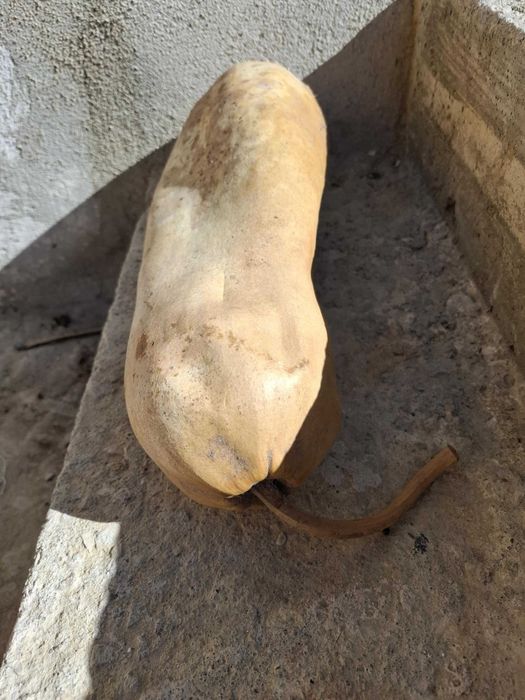 Cabaça muito bonita