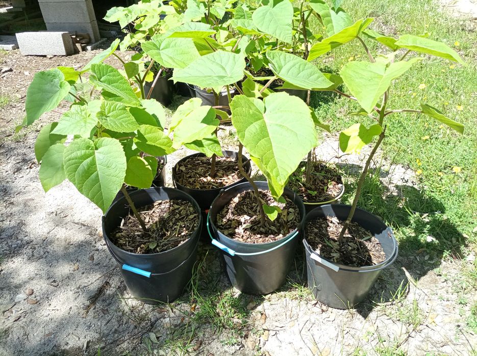 Paulownia elongata hybrids and other plants